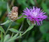 род Centaurea