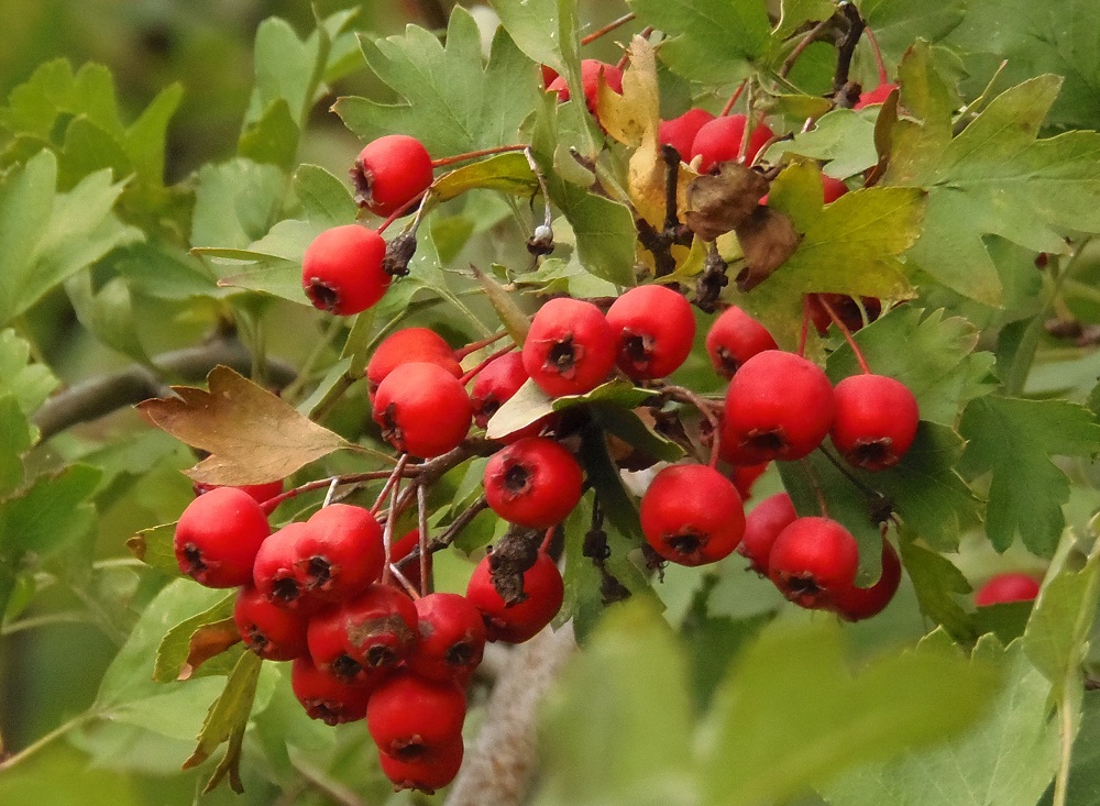 Изображение особи род Crataegus.