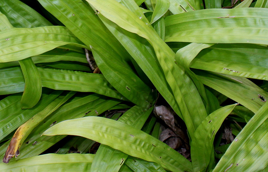 Изображение особи Carex plantaginea.