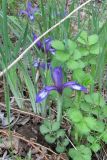 Iris uniflora