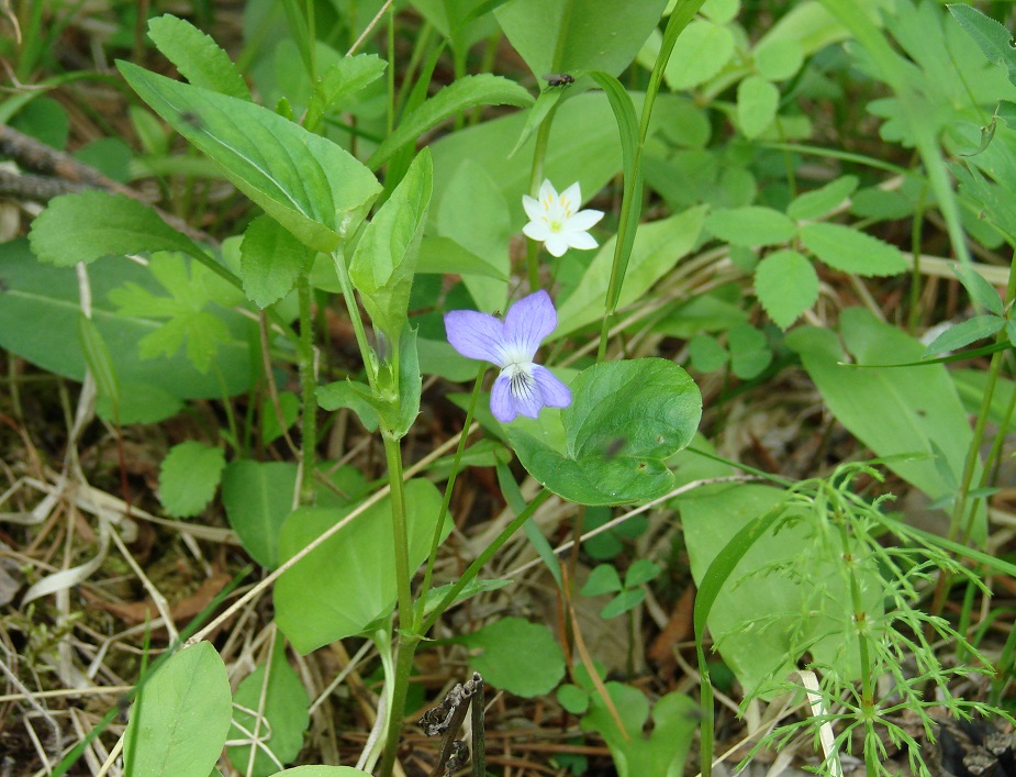 Image of Viola canina specimen.