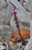 Striga gesnerioides. Цветущее растение. Сокотра, плато Хомхи. 29.12.2013.