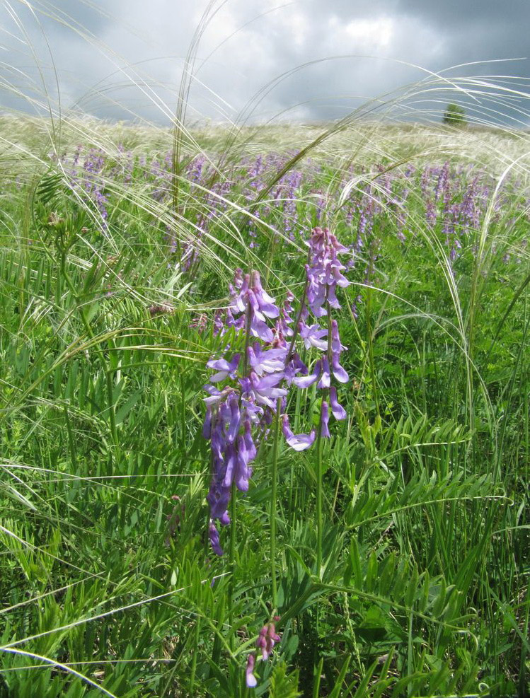 Image of Vicia tenuifolia specimen.