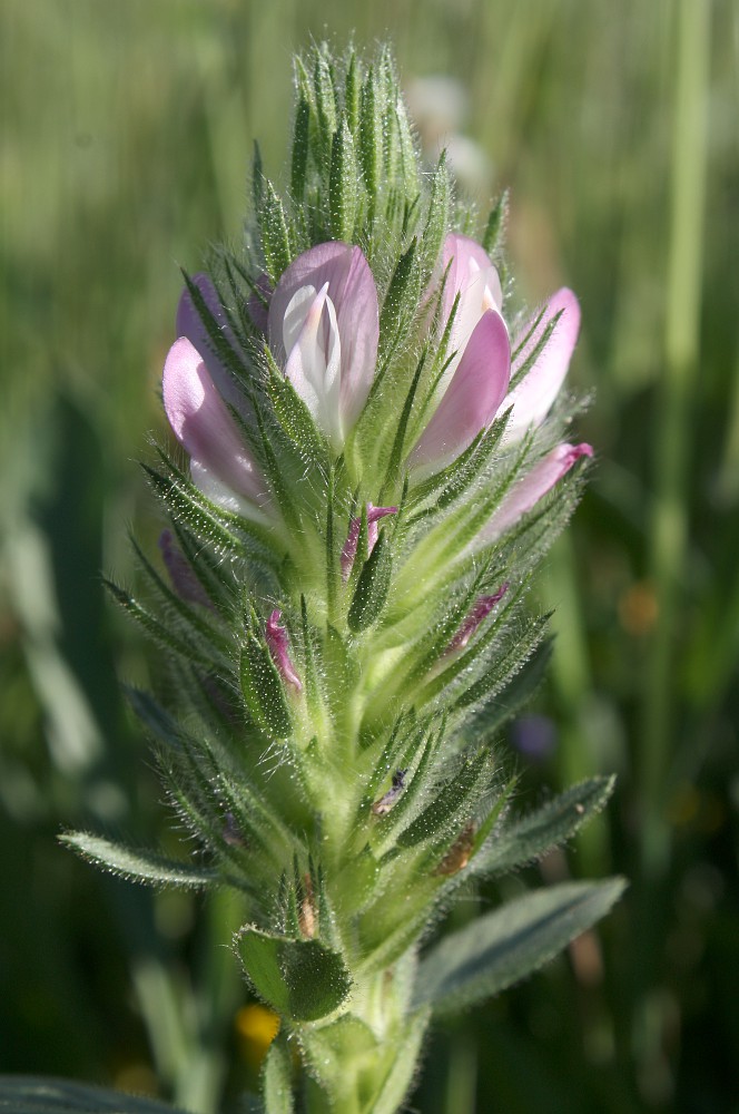 Image of Ononis alopecuroides specimen.