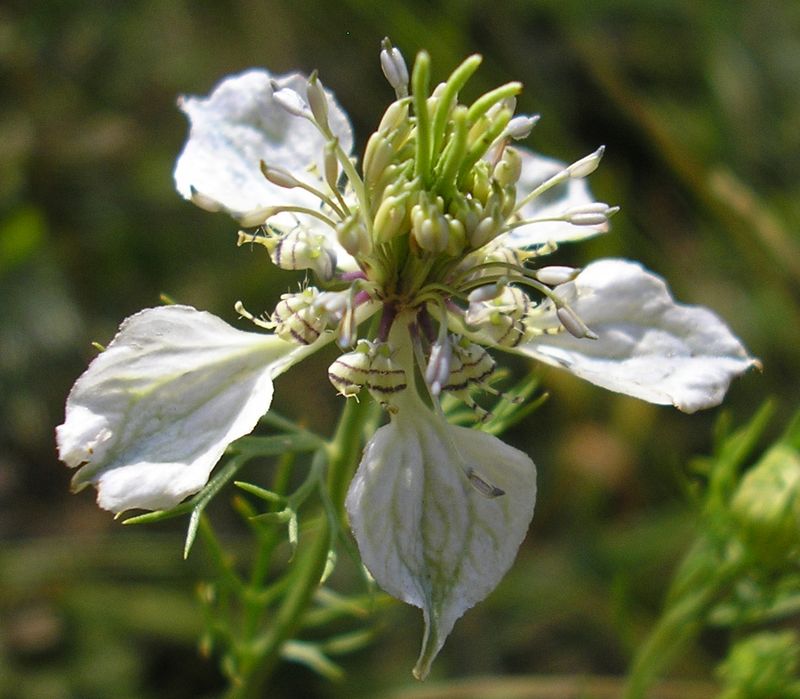 Image of Nigella arvensis specimen.