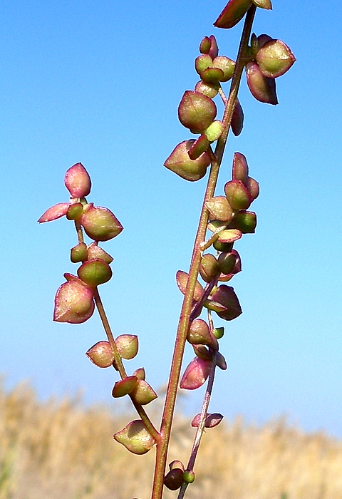 Изображение особи Atriplex micrantha.