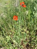 genus Papaver. Цветущие растения на песчано-ракушечниковом грунте. Украина, Донецкая обл., Новоазовский р-н, НПП \"Меотида\", Еланчанский под. 27.04.2014.