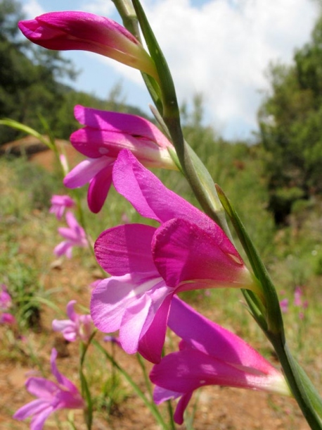 Изображение особи Gladiolus italicus.