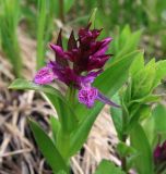 Dactylorhiza euxina