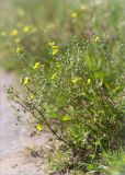 Potentilla argentea