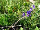 Campanula serrata