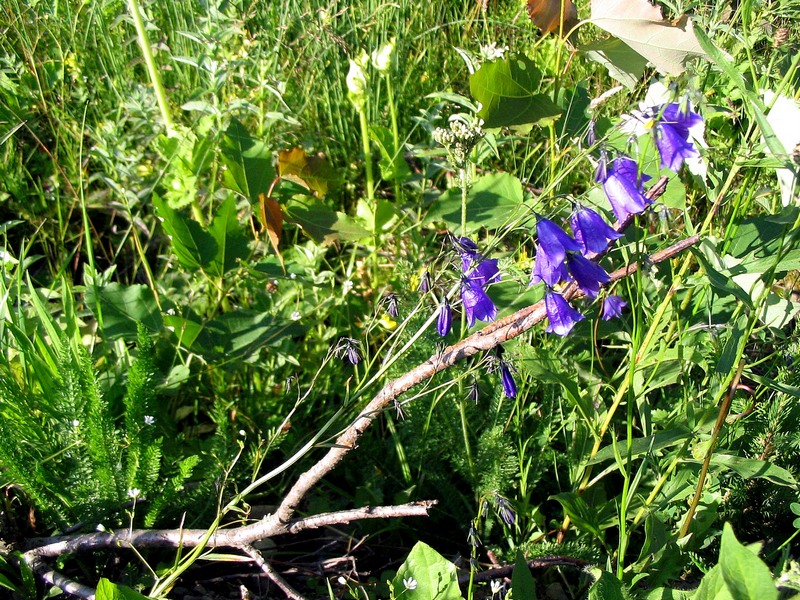 Image of Campanula serrata specimen.