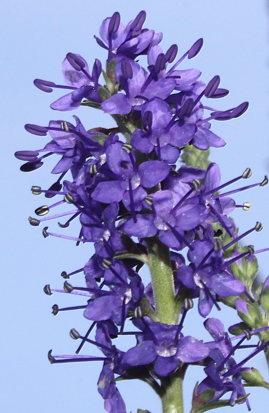 Image of Veronica longifolia specimen.