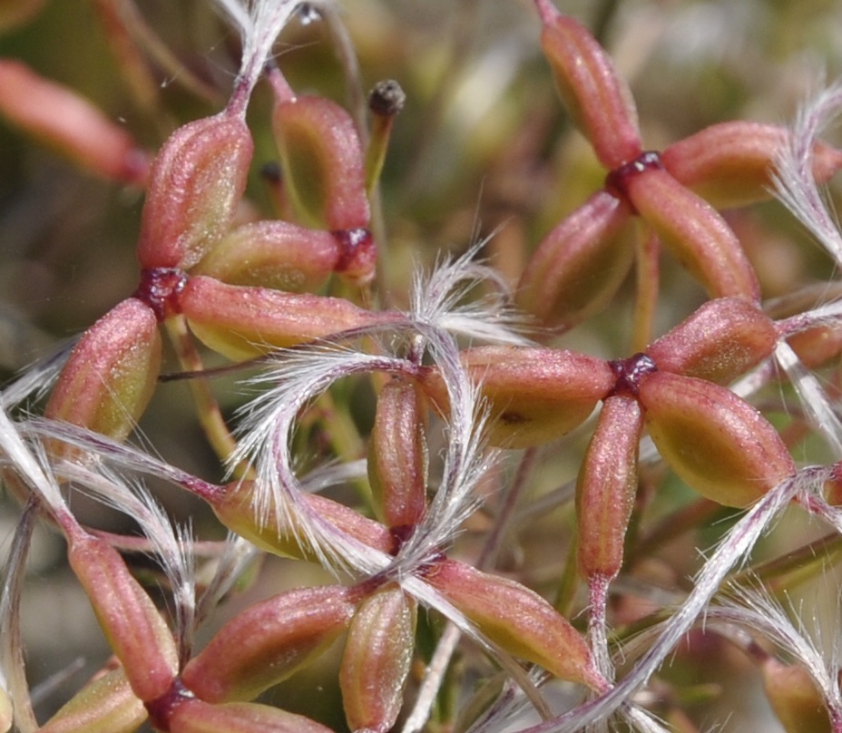 Image of Clematis flammula specimen.