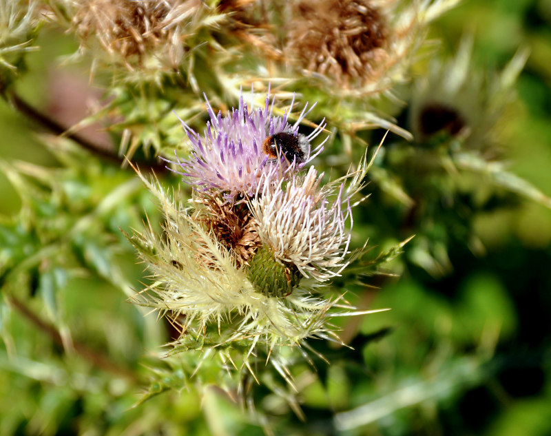 Image of Cirsium obvallatum specimen.