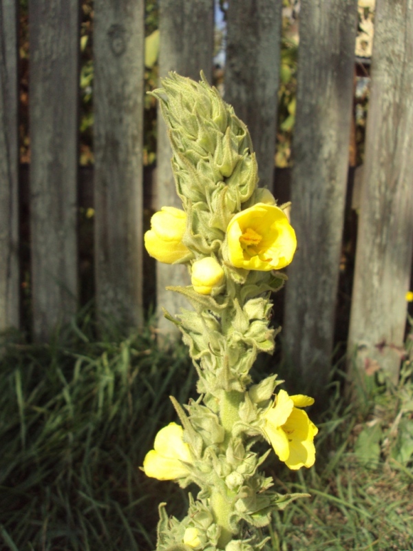 Image of Verbascum phlomoides specimen.