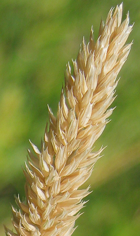 Image of Phleum phleoides specimen.