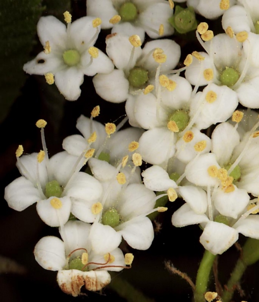 Image of Viburnum lantana specimen.