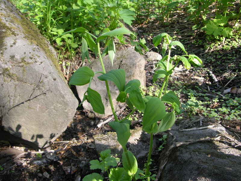 Изображение особи Streptopus amplexifolius.