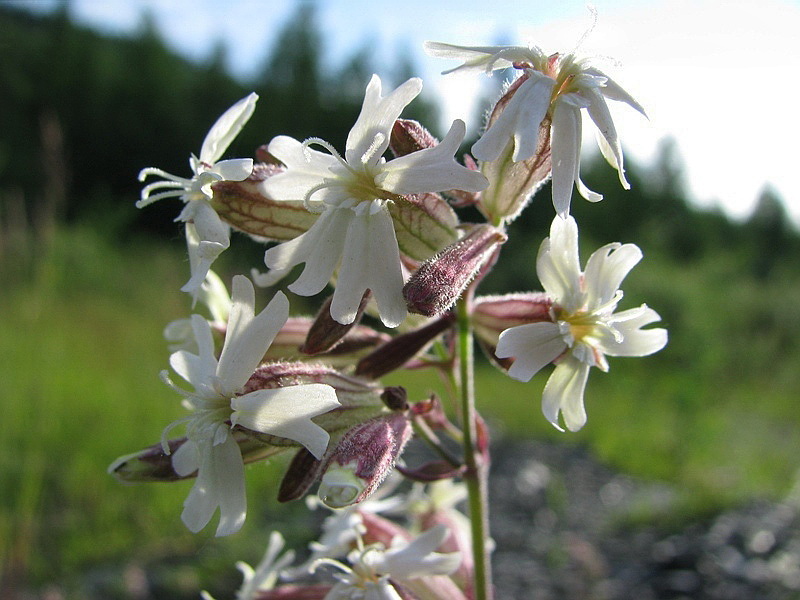 Image of Silene amoena specimen.