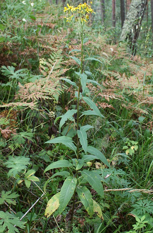 Image of Senecio nemorensis specimen.