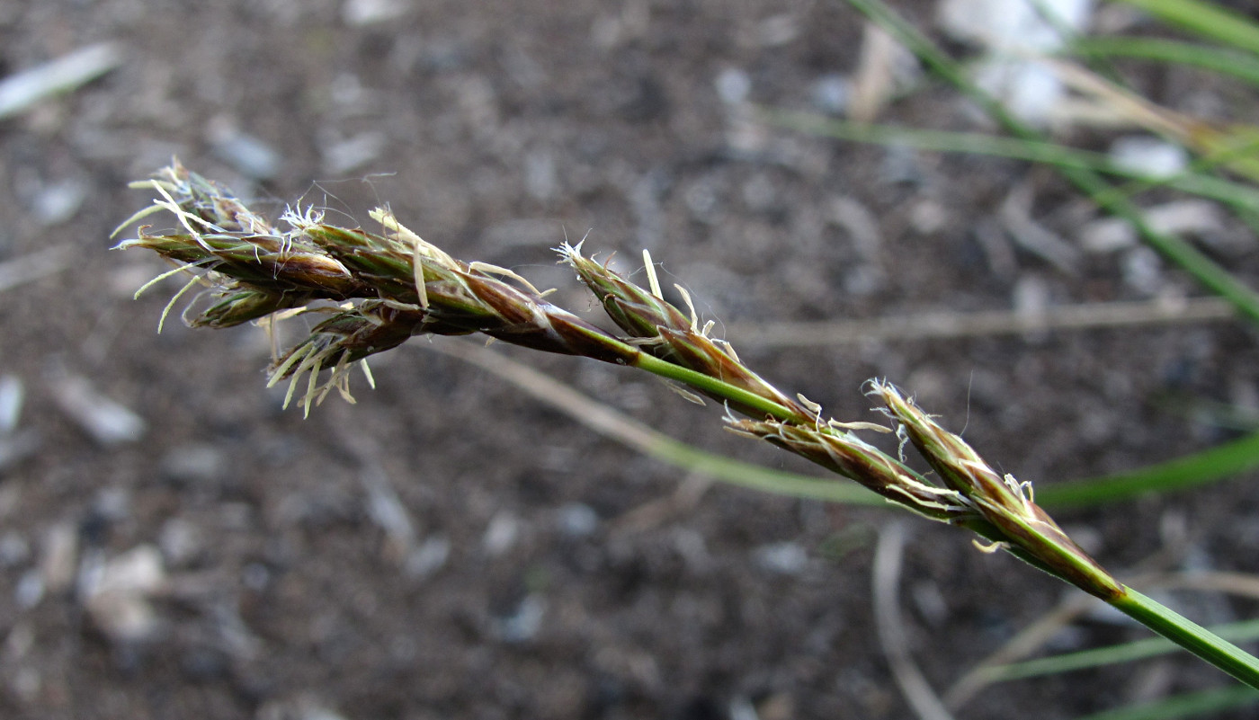 Image of Carex leporina specimen.