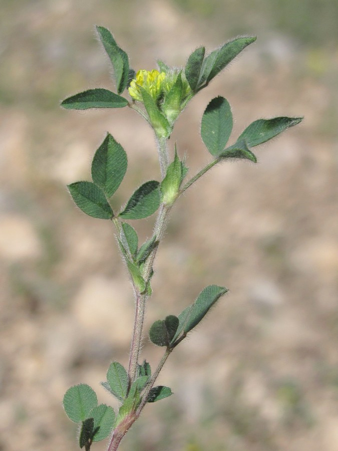 Изображение особи Melilotoides brachycarpa.