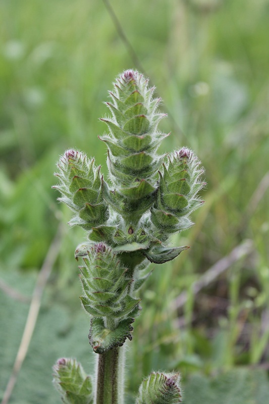 Image of Salvia revelata specimen.