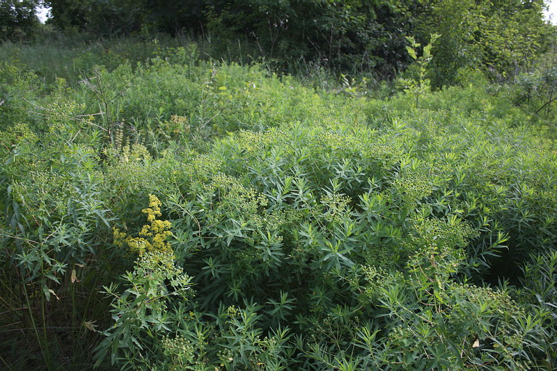 Изображение особи Euphorbia semivillosa.