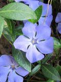 Vinca minor