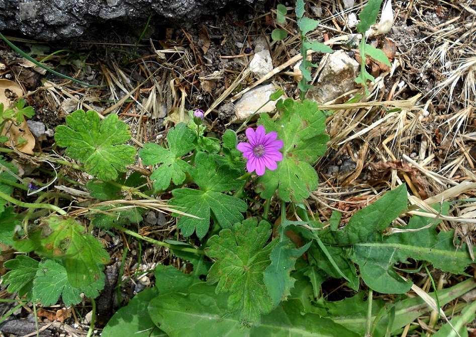 Image of Geranium pyrenaicum specimen.