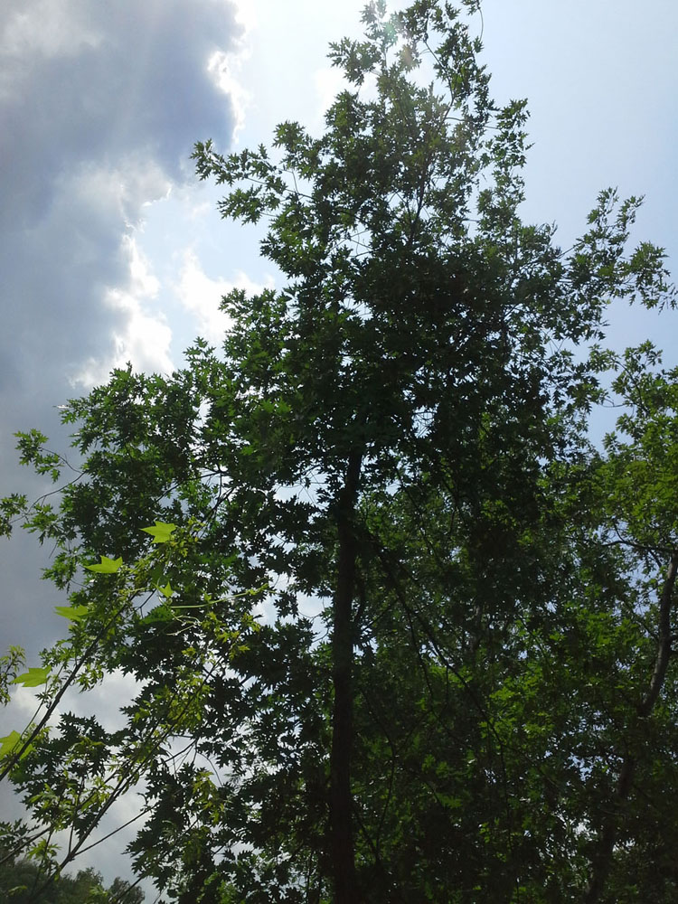 Image of Quercus rubra specimen.