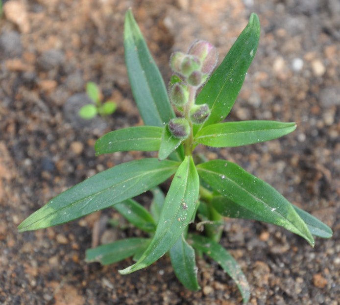 Image of Antirrhinum majus specimen.