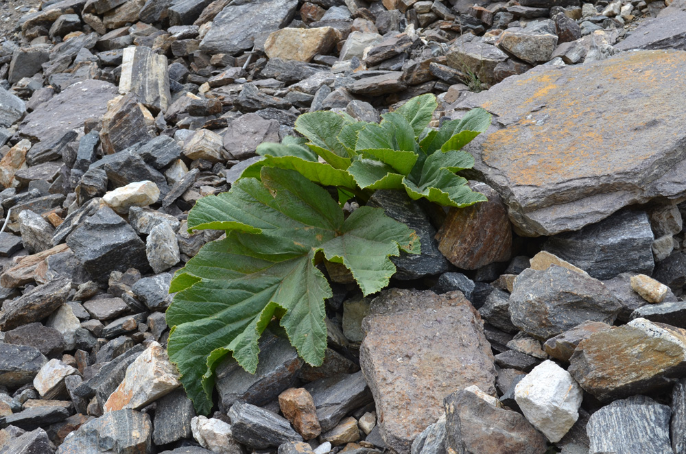 Image of Tetrataenium olgae specimen.