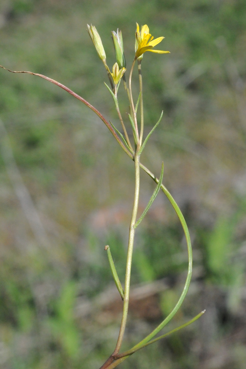 Image of Gagea stipitata specimen.