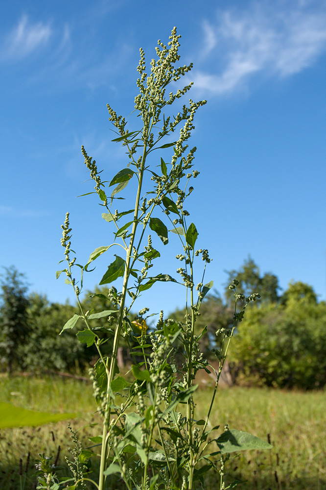 Изображение особи Chenopodium album.