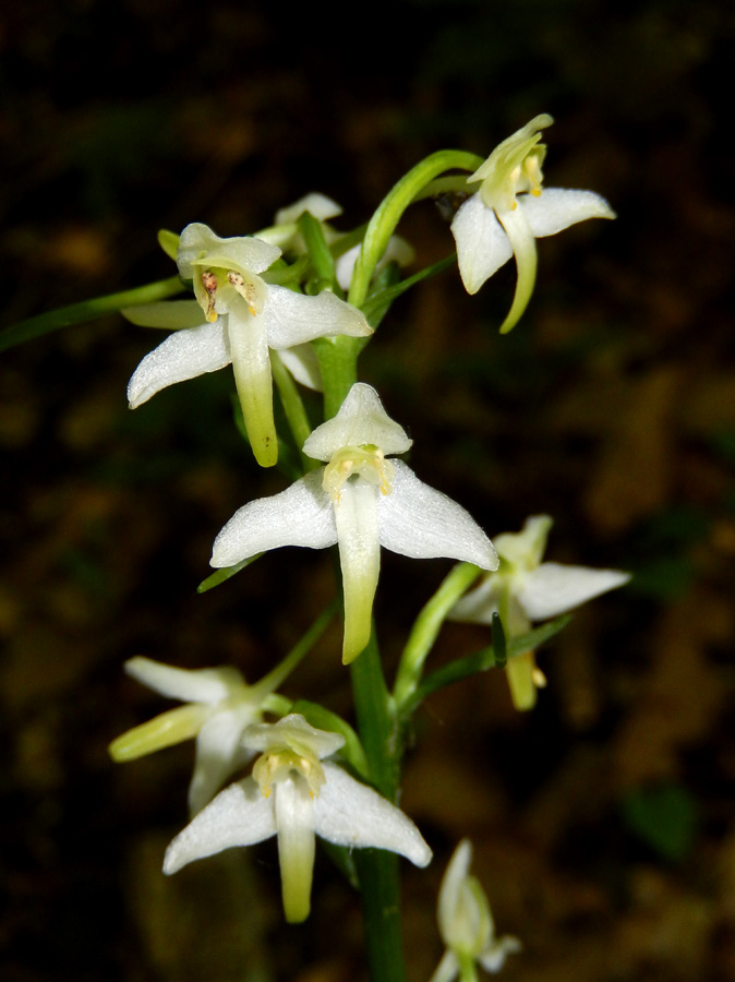 Изображение особи Platanthera chlorantha.