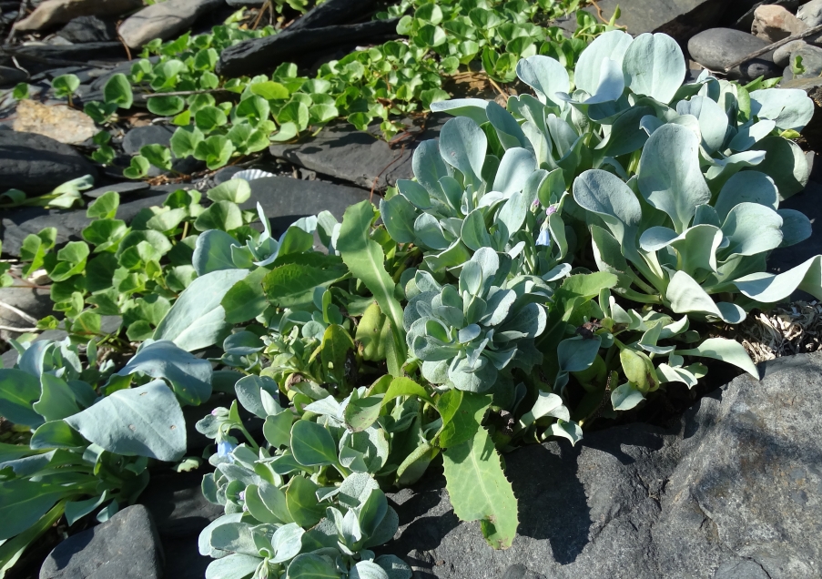 Image of Mertensia maritima specimen.