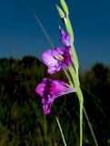 Gladiolus tenuis