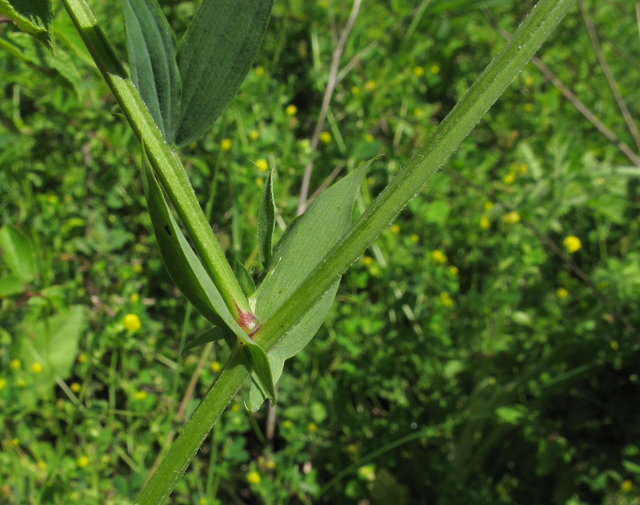 Изображение особи Lathyrus pratensis.