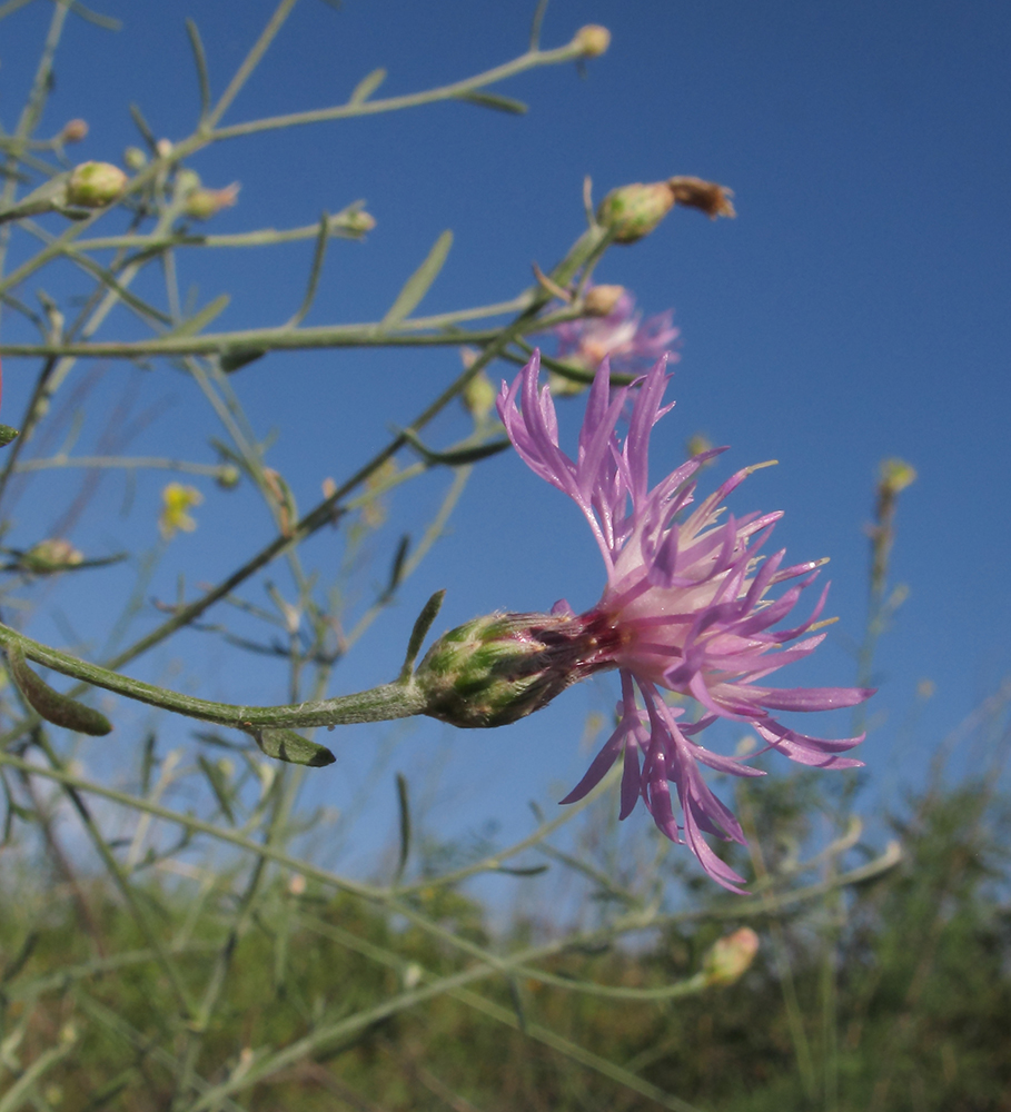 Image of Centaurea odessana specimen.