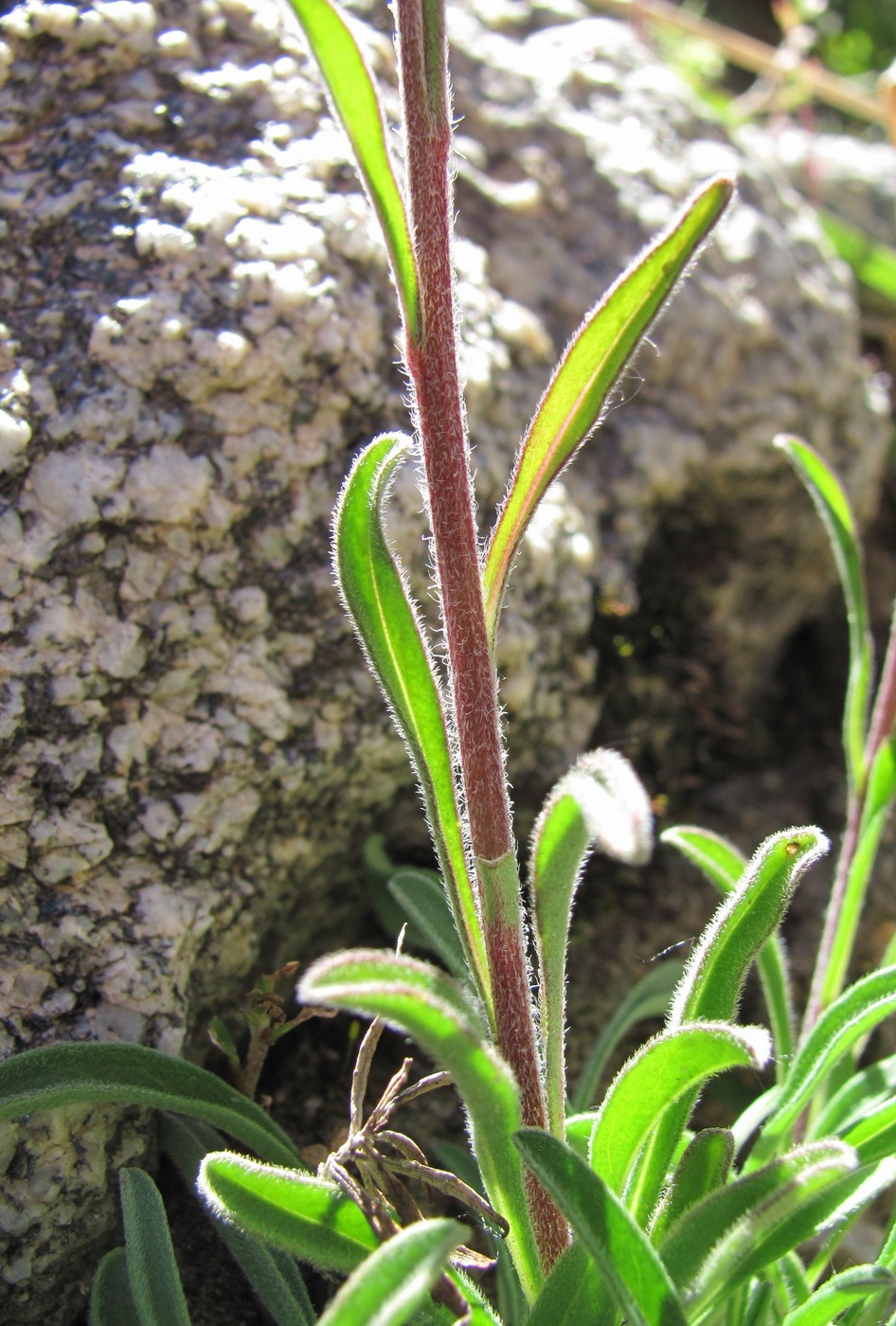 Image of Aster alpinus specimen.