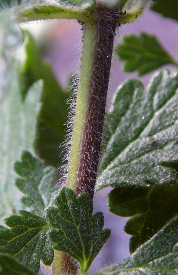 Image of Teucrium chamaedrys specimen.