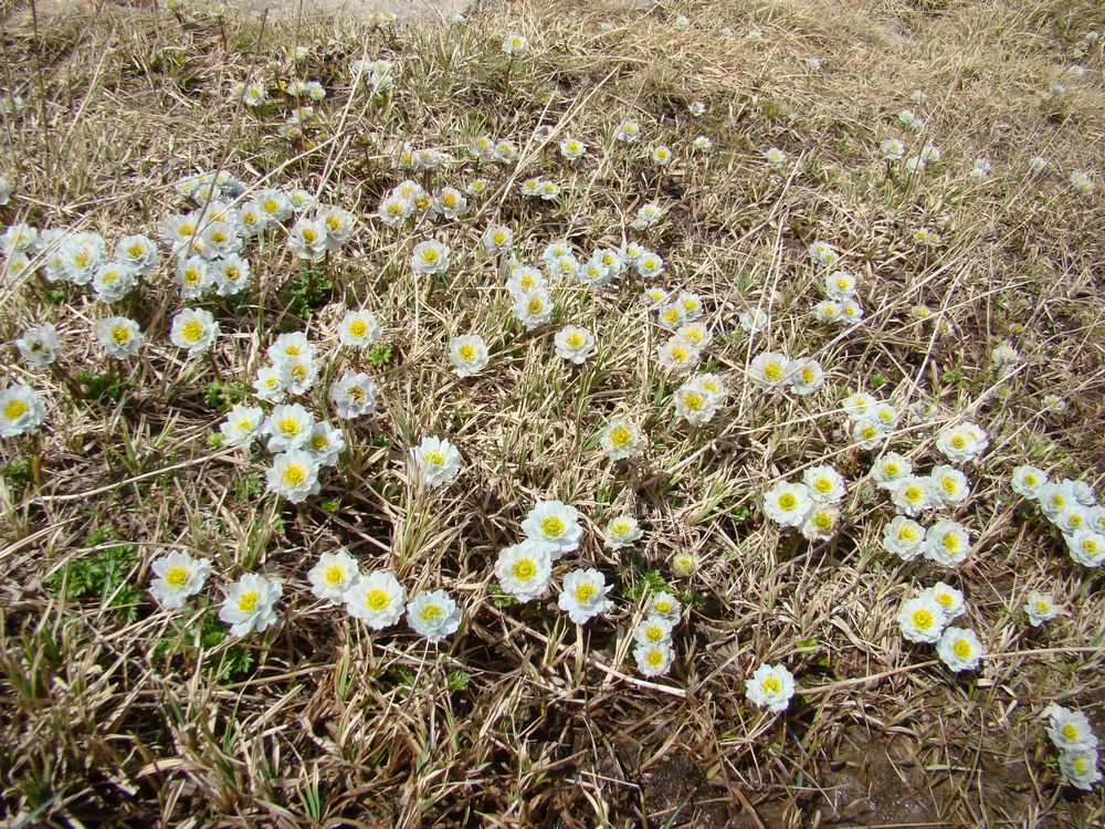 Изображение особи Trollius lilacinus.