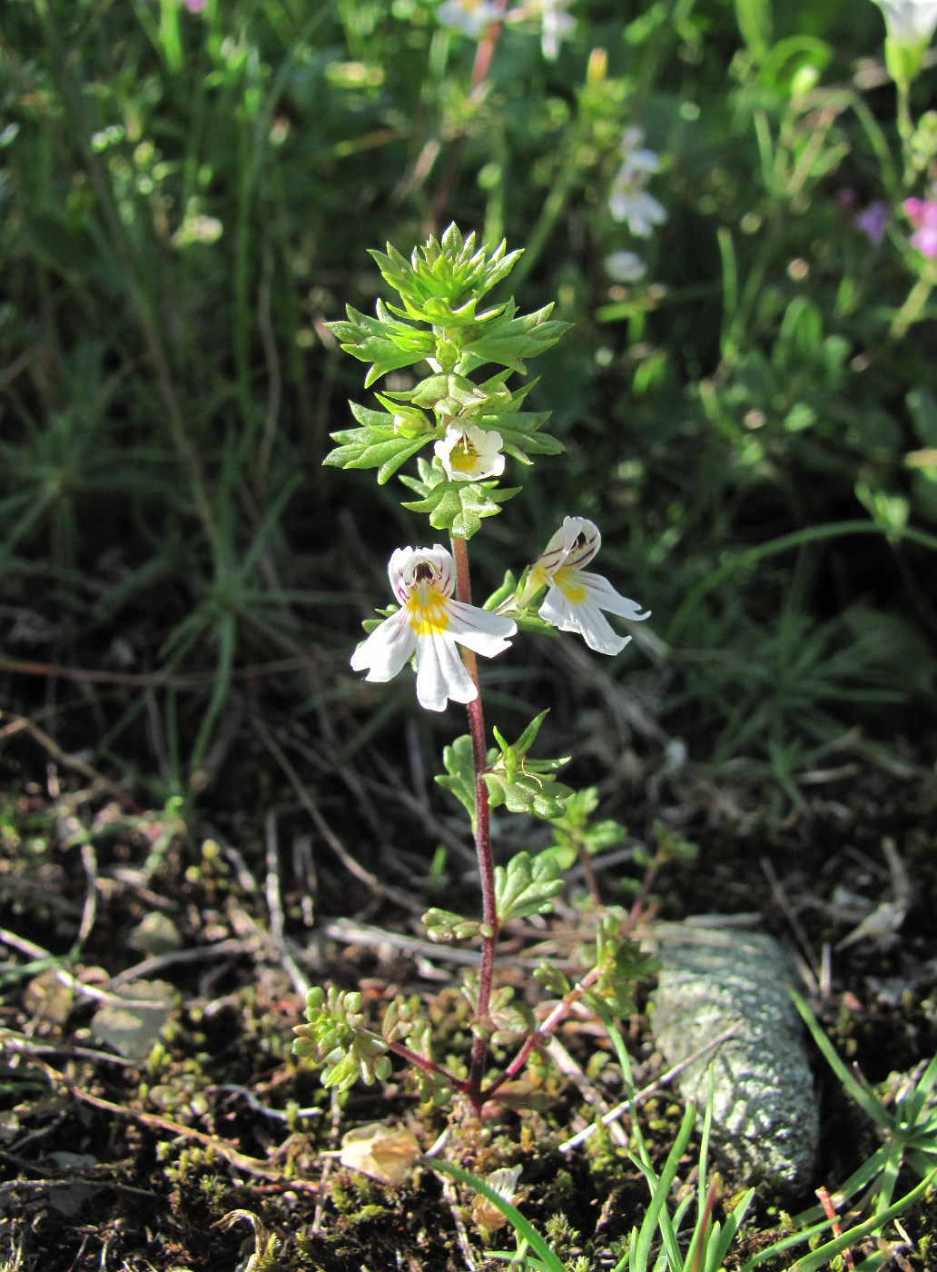 Изображение особи Euphrasia petiolaris.