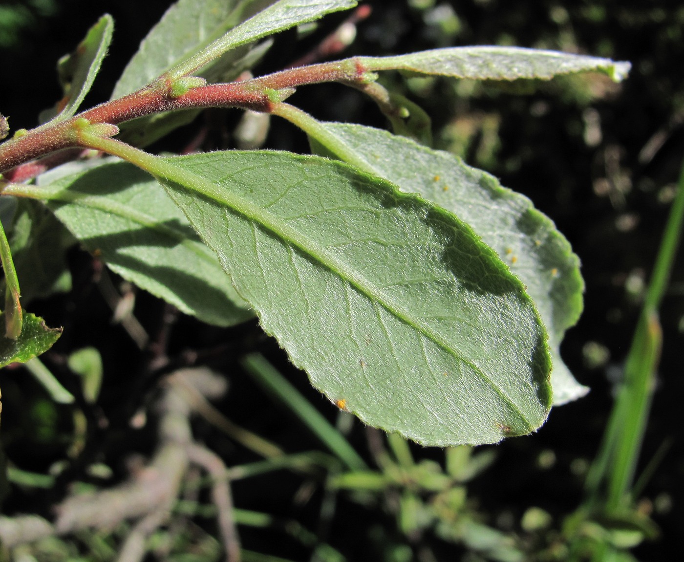 Image of Salix kuznetzowii specimen.