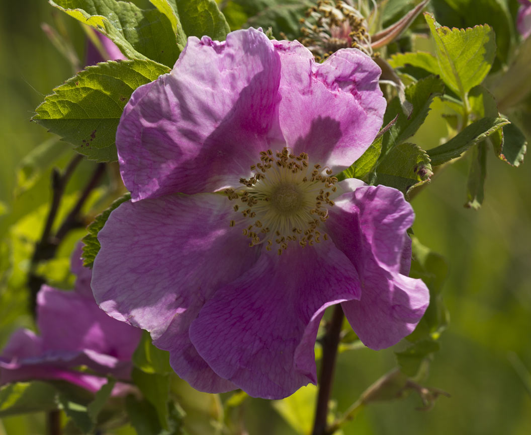 Image of Rosa cinnamomea specimen.