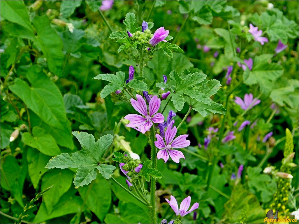 Изображение особи Malva sylvestris.