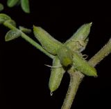 Astragalus tribuloides