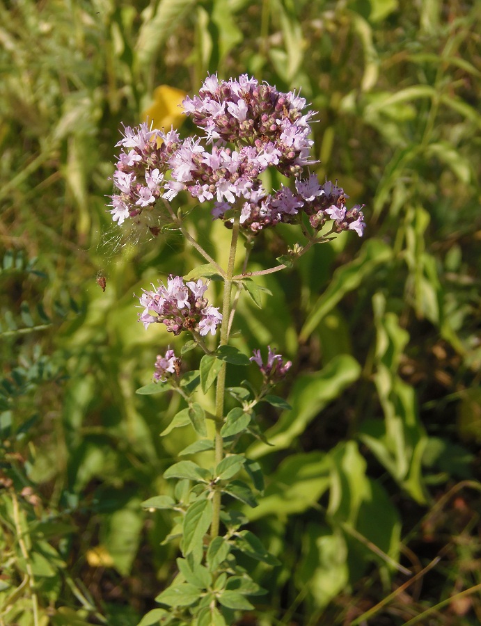 Image of Origanum vulgare specimen.